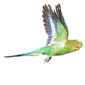 Undulat flyv Gr�n 