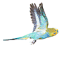 Undulat flyv Bl� 